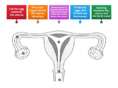 LSS: Female human reproductive system II