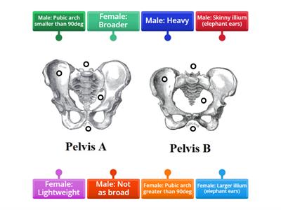 Female Pelvis vs. Male Pelvis