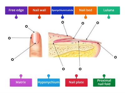 Structure of the nail - Teaching resources