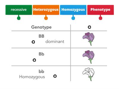 Label the Genetics vocabulary 