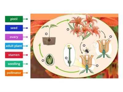 Flowering Plant life Cycle