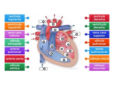 Corazón 