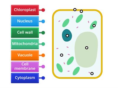 Plant Cell Structure