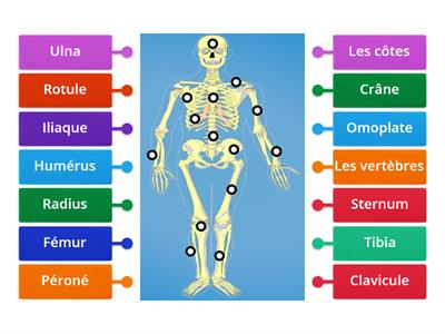 Os du corps humain - 4ième année