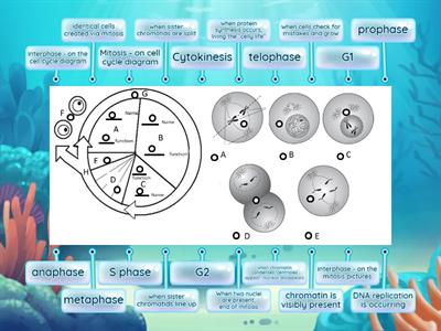 Cell Cycle and Mitosis Label