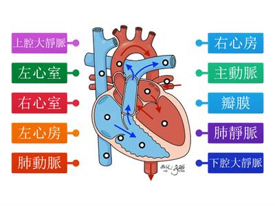 心臟構造