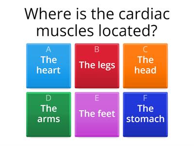 The cardiac muscle