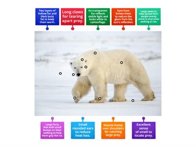 Adaptation - Polar Bear