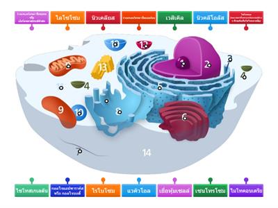 องค์ประกอบของเซลล์สัตว์