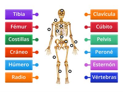 Esqueleto humano, los huesos.
