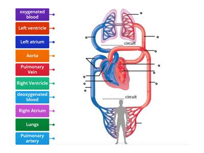 Double circulatory system to label