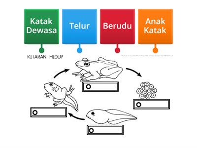 Kitaran Hidup Katak