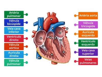 Sistema Cardiovascular - CN, 9.º ano