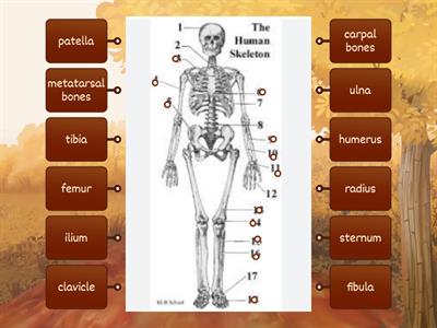 Skeleton Labeling #1