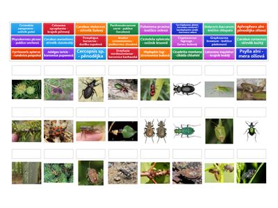 Lesnická entomologie - poznávačka - druhy (část 2.)