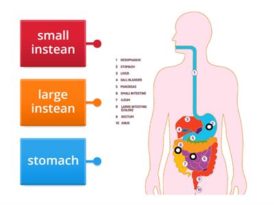 digestive system 