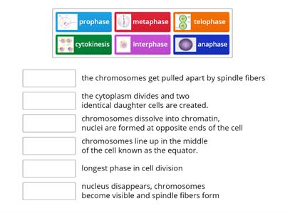  cell cycle with pictures