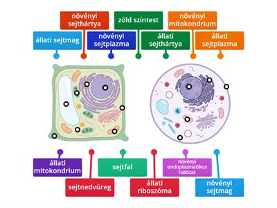Növényi és állati sejt