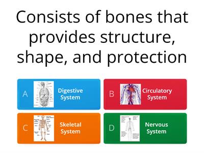 CS Body Systems Review