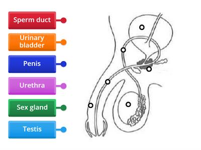 LSS: Male human reproductive system I