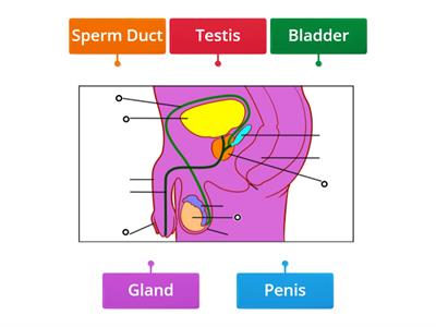 Reproduction Diagram 