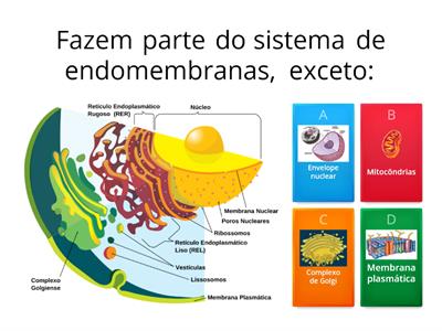 Sistema de endomembranas, secreção e digestão celular.
