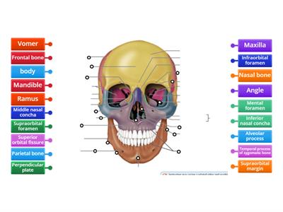 Anterior view of skull