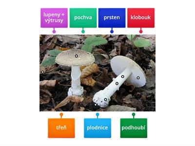 Popis houby