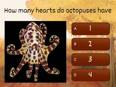 Octopuses 101 Quiz