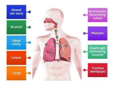 Respiratory System Pat V Year 11
