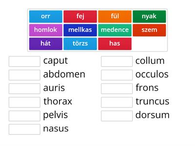 testájak, alapszavak latin