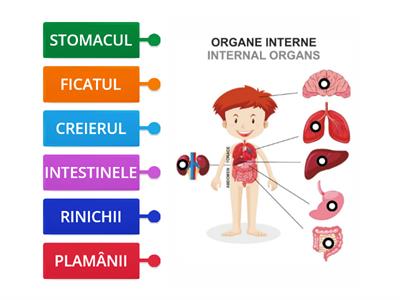 Organele interne ale corpului uman