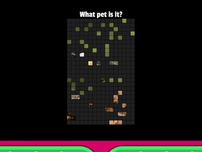 Can you guess? Pets