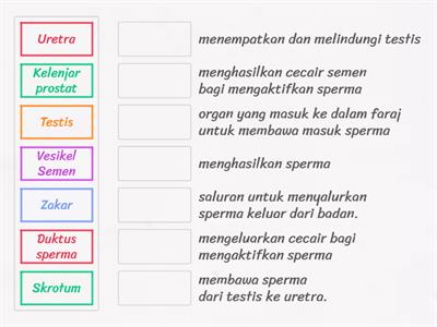 Fungsi Organ Pembiakan Lelaki (PSSAS PK Ting 4)