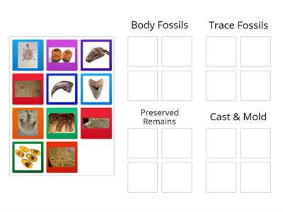 Types of Fossils - Group Sort - Grade 3