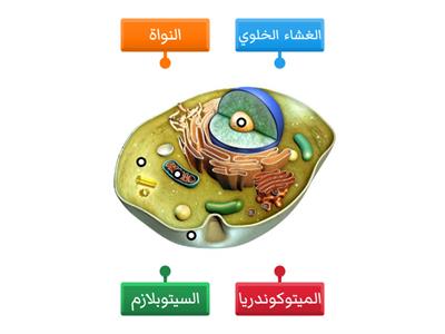 تركيب الخلايا الحيوانية