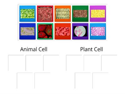 Plant vs Animal Cells