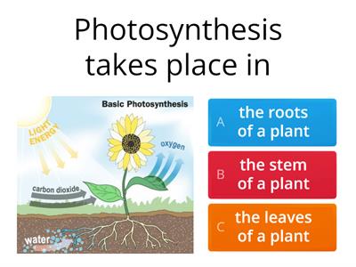 photosynthesis quiz