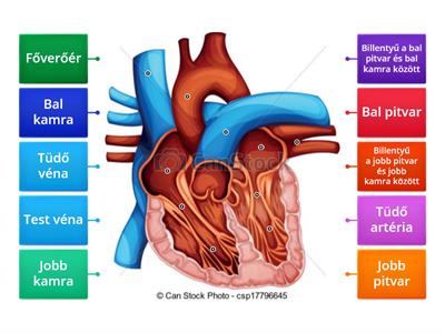 Szív felépítése