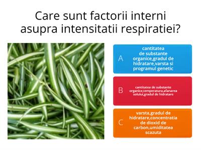 Chestionar respiratia la plante