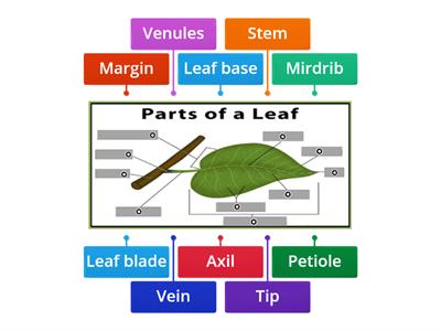 Parts of Leaf