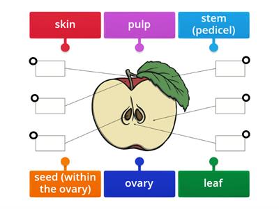 Me5a Biology - Parts of an apple