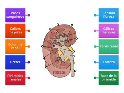 Anatomía del Riñon