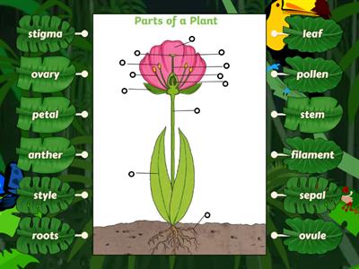 Year 3 Plants - Key Knowledge Parts of a Plant