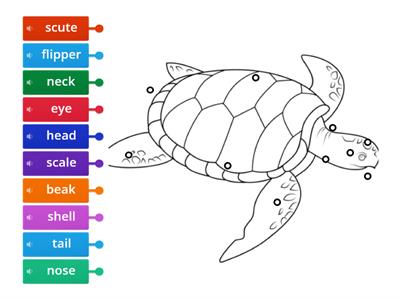 Sea Turtle Diagram