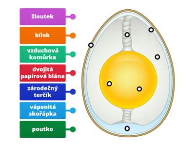 Př-7 PTÁCI (stavba vejce)