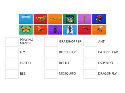 K7FS4 INSECTS MATCH UP