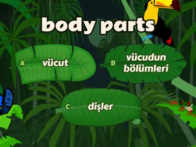 body parts
