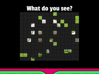 What do you see? - WI SH words