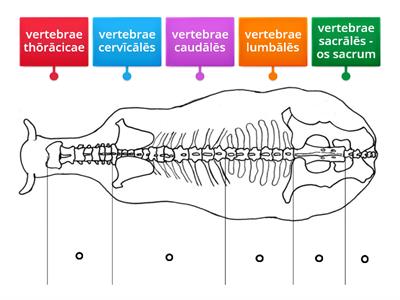Columna vertebrārum (vertebrālis)